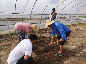 如東縣農(nóng)業(yè)農(nóng)村局種植業(yè)條線戰(zhàn)高溫開展系列志愿服務活動助農(nóng)增收