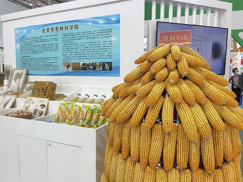 全國杰出貢獻玉米自交系發布，55個優良自交系入選飼料科