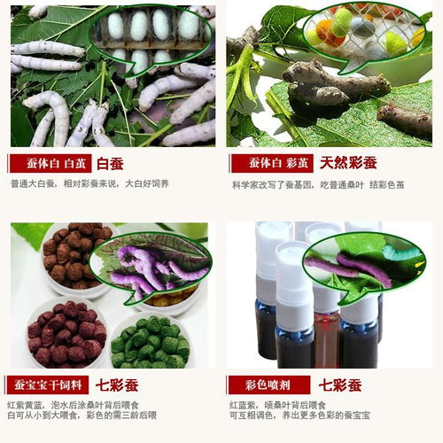 科學養蠶體驗 蠶寶寶套裝的科普探索