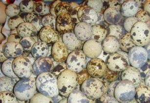 全國供應鵪鶉蛋及全產業(yè)鏈服務 廠家直銷批發(fā)與飼料原料銷售指南