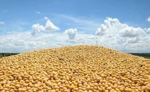 堅挺的大豆價格還能“挺”多久？飼料原料銷售面臨后市風險
